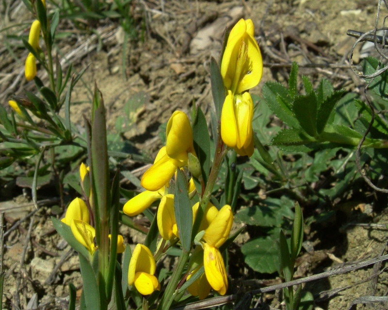 Genista tinctoria / Ginestra tintoria